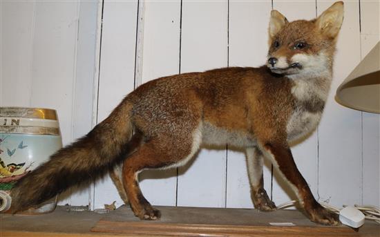 Taxidermy fox